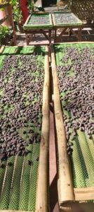 Cacao Beans drying